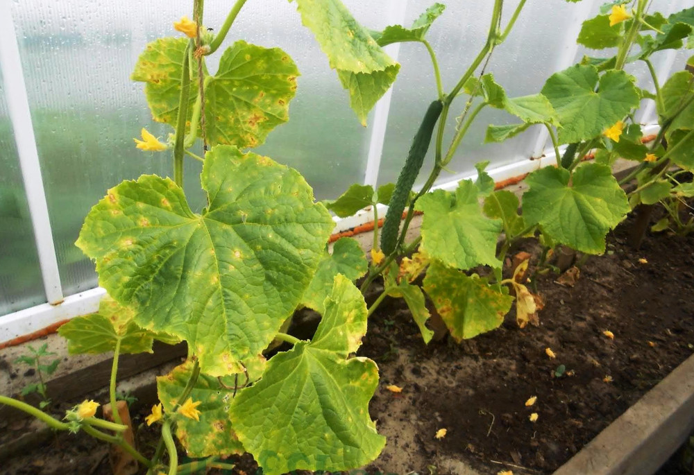 Чому сохне і жовтіє листя у розсади огірків: як лікувати