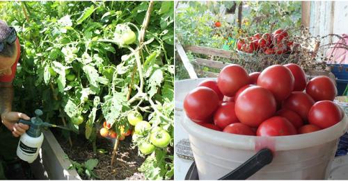 Обприскування томатів у червні, для підвищення урожаю, та захисту від хвороб