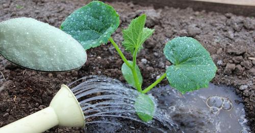 Цукрова підгодівля для огірків: як правильно приготувати та коли поливати, щоб мати гарний врожай