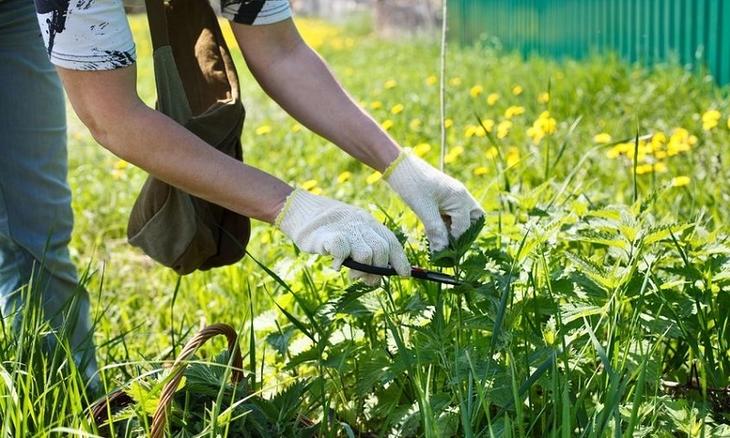 Травнева кропива вже є! І ось що з нею потрібно робити