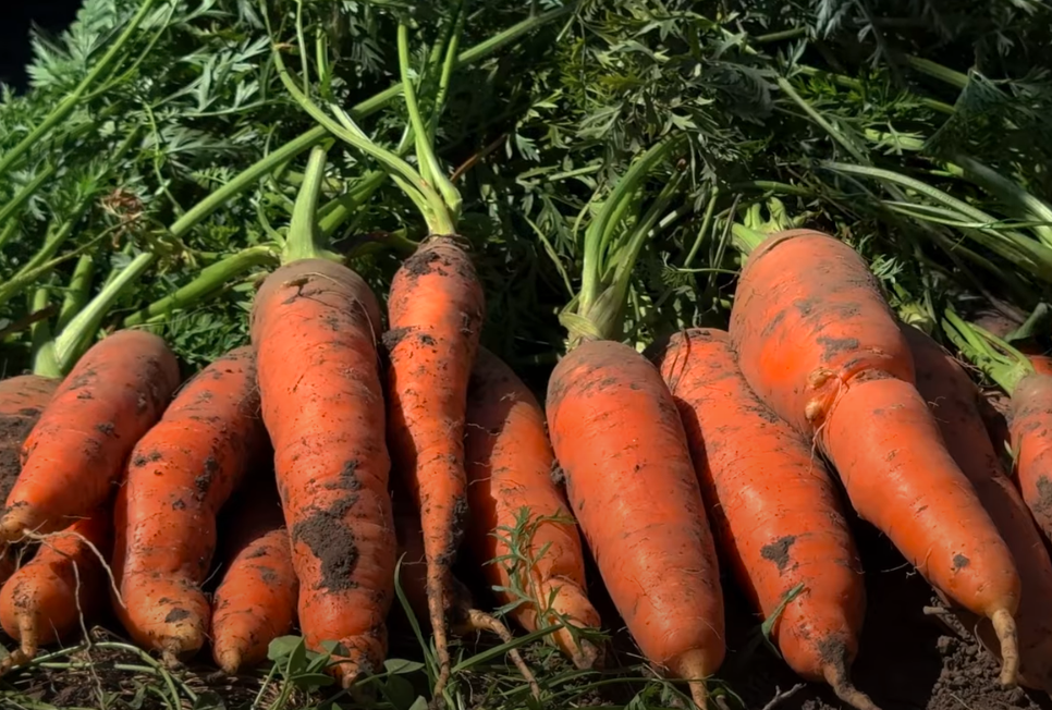 Як зберегти моркву до весни без втрат: простий спосіб