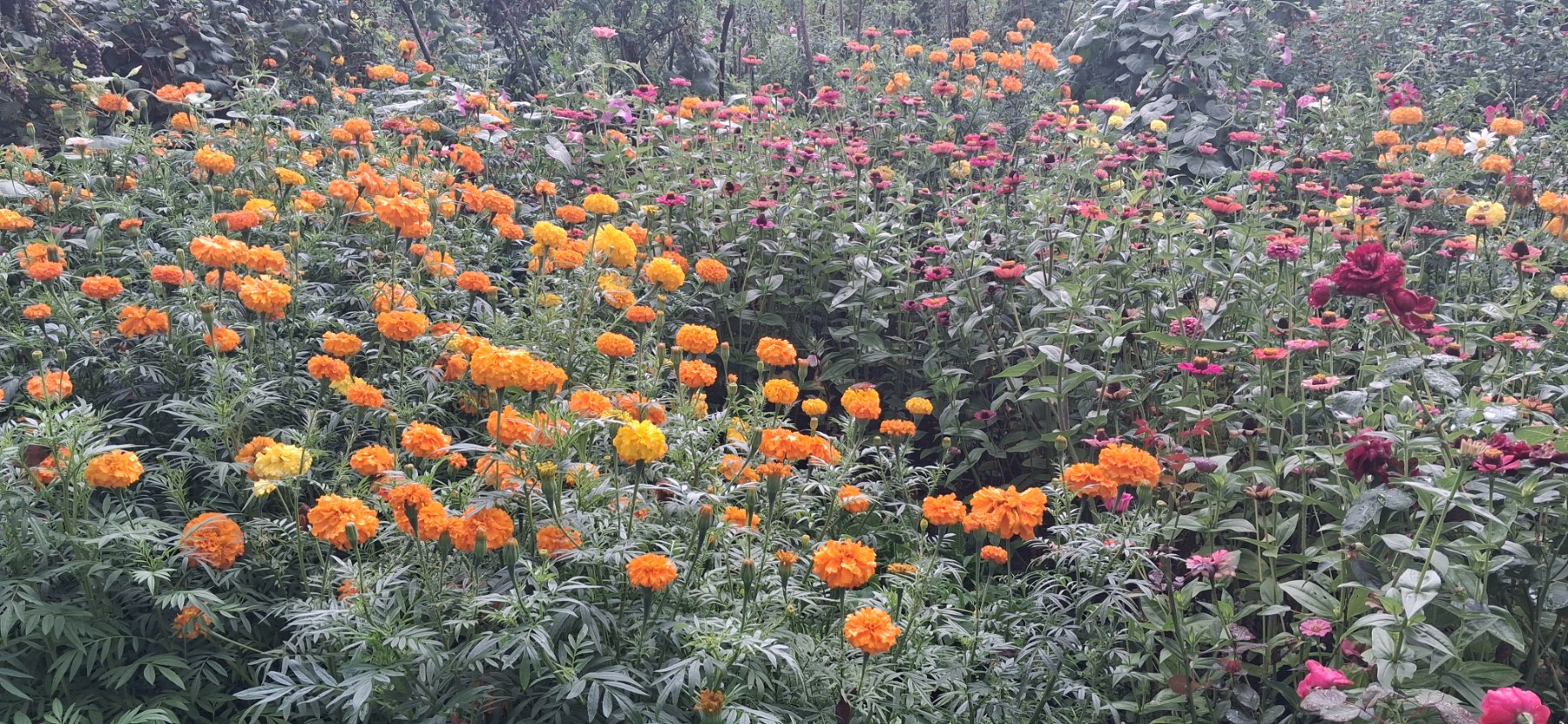 Що потрібно зробити у вересні, аби навесні ваш сад розквітнув, як ніколи
