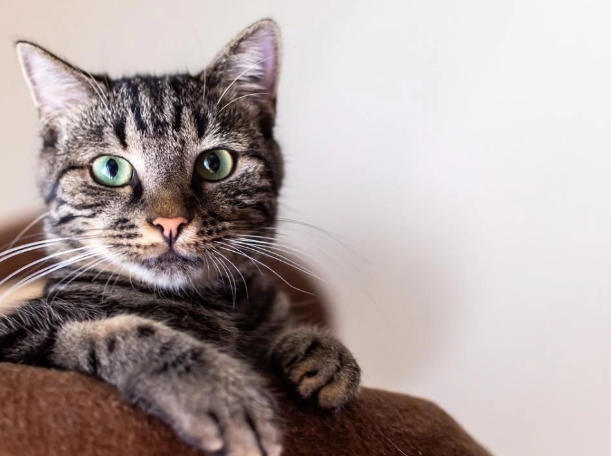 Кіт мовчки дивився на неї. Зітхнувши і набравшись сміливості, Анюта потягнулася за ним, сподіваючись, що рукави шкіряної куртки врятують її руки від пазурів пухнастого безбілетника…