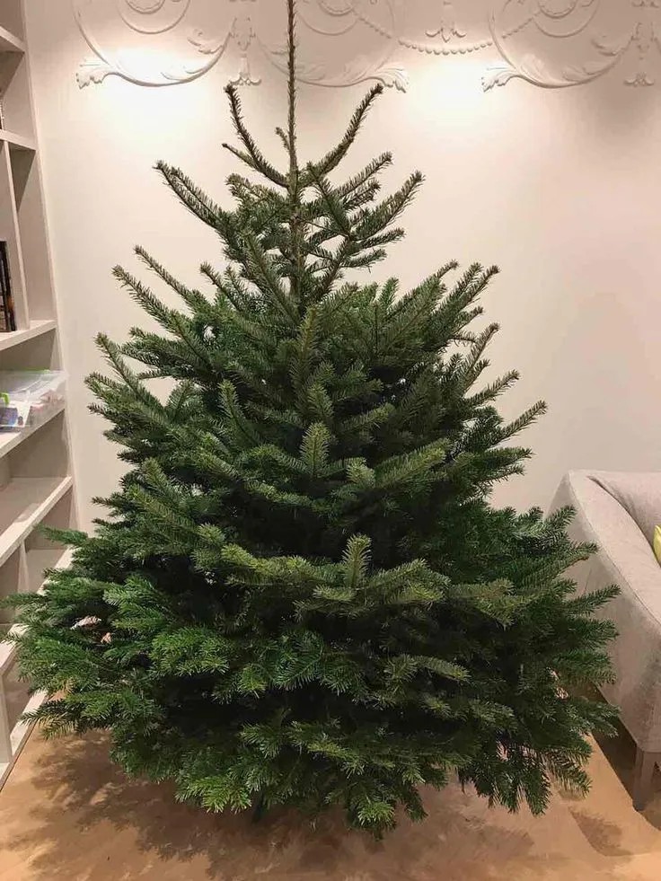 – Тату, продайте нам ялинку. От цю, середню, зелену, з пишними гілками. Скільки вона? – питаю свекра