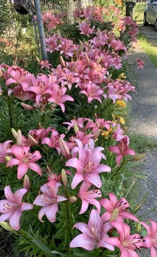 Марина стояла біля вікна вітальні, спостерігаючи, як по її ідеально підстриженому газону бігають два хлопчики з футбольним м’ячем. Один з них, семирічний Данило, щойно влучив м’ячем у трояндовий кущ, який вона плекала три роки. Другий, дев’ятирічний Максим, голосно кричав щось про гол і перемогу. — Знову вони тут, — пробурмотіла вона, стискаючи в руках чашку кави. Будинок, який вони з Андрієм будували два роки, був її мрією. Просторий, світлий, з великими вікнами і терасою, що виходить в сад.