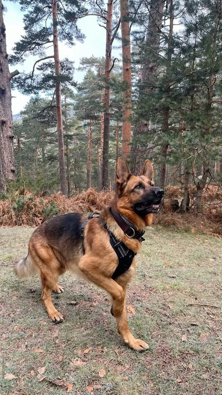 Марія Олегівна прокинулася о третій годині ночі від того, що на приліжковій тумбочці наполегливо вібрував кнопковий телефон. Вона з подивом протерла очі, не розуміючи, хто може дзвонити їй у такий пізній час, взяла телефон у руки, подивилася на екран і відчула, як швидко прискорюється її пульс. Дзвонив син. — Алло… Дімочко, що сталося?! — злякано запитала Марія Олегівна. — Чому ти дзвониш так пізно? — Мамо, вибач, що розбудив тебе. Просто розумієш, я тут з роботи додому їхав… — плутано почав пояснювати Дмитро, — а потім… Я не знаю, що робити… — Що потім, синку? Говори ж, не мовчи! Чи ти до інфаркту хочеш матір довести?