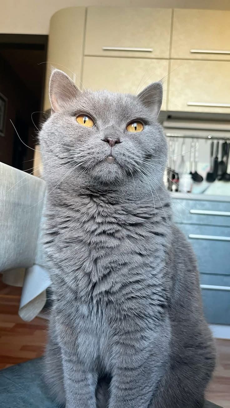 Розумієш, Олена, це не просто кіт зник. Це надія зникла. Моя удача пішла