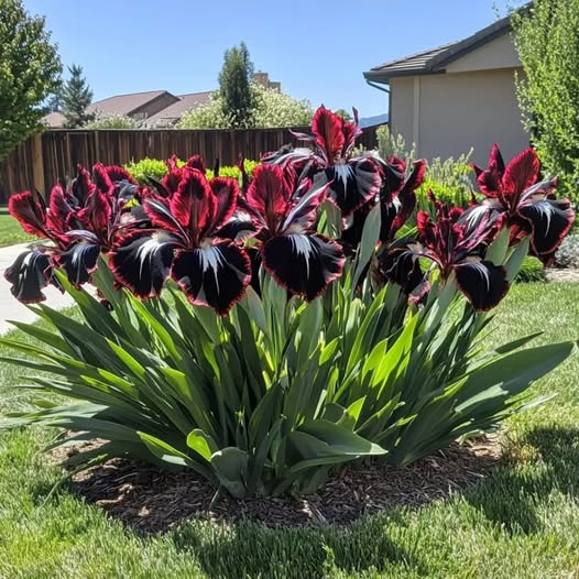 Спочатку постаріла, тепер ще й захворіла. Я подаю на розлучення! — Чоловік голосно грюкнув дверима, навіть не підозрюючи, як сильно прорахувався