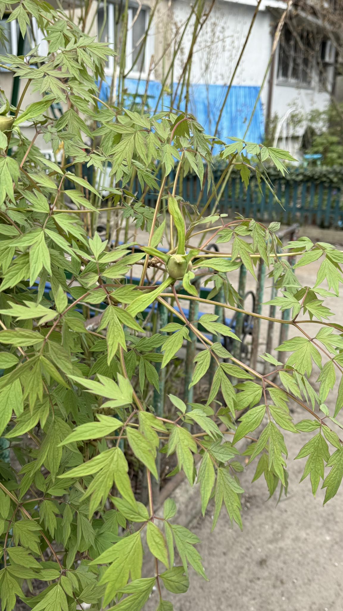 Виносьте усе, хлопці, до останньої табуретки, бо тут немає жодної речі, на яку вона б заробила своїми руками, — голос колишнього чоловіка пролунав у порожньому коридорі так буденно, ніби він замовляв доставку піци, а не виносив життя жінки, з якою прожив три десятки років. Ганна стояла біля вікна, стиснувши пальцями підвіконня. Сергій прийшов не один. З ним були двоє кремезних чоловіків у робочих комбінезонах, які без зайвих слів почали відсувати диван. — Сергію, що ти робиш? — Ганна намагалася говорити спокійно, хоча всередині все тремтіло. — Ми ж усе поділили. Ти забрав свою машину, ти забрав свої інструменти, ти забрав навіть набір вудок, якими ні разу не користувався. Він обернувся до неї. — Я забрав те, що влізло в багажник, — кинув він. — А тепер прийшов за рештою. Юрист сказав, що я маю право на все, що було куплено за мій рахунок. А оскільки ти все життя пропрацювала в реєстратурі поліклініки за копійки, то зрозуміло, чиї тут гроші. — Я працювала тридцять років, Сергію. Я вела господарство. Я виховала нашу доньку. — Господарство? — він засміявся, і цей сміх був неприємним. — Це твоя робота була. Обов’язок. За це гроші не платять. Так що відійди вбік, не заважай людям працювати