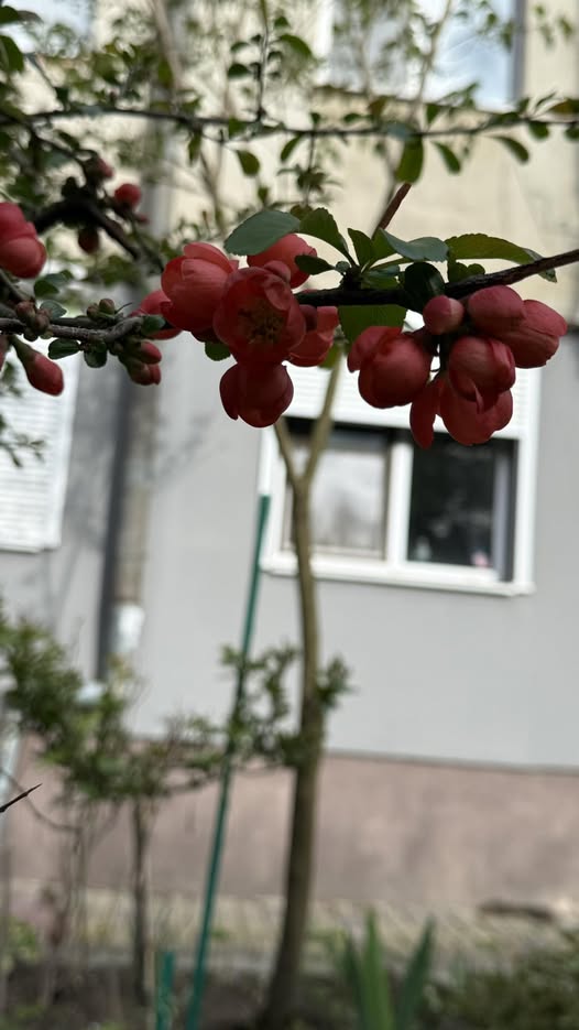 Ларисо… мамо… — Він мене вигнав… просто виставив за двері, — крізь ридання заговорила Ольга. Виявилося, Іван знайшов молодшу. Красивішу. Нову «перлину» для своєї колекції. — Я йому більше не потрібна, — говорила Ольга, ковтаючи сльози. — Сказав, що термін моєї придатності вийшов. Сказав, що нічого мені не дасть, бо я «з нічим прийшла». Усі папери, усі рахунки — усе оформлено так, що я не маю права навіть на ложку в тому домі. Ми слухали її, і мені ставало холодно. Двадцять років вона була тінню свого чоловіка, його прикрасою, і в один момент стала сміттям. — А як же дочка? — запитала мама. — Твоя Катя? Ольга ще дужче розридалася. — Катя залишилася з батьком. Він купив їй квартиру в Києві, нову машину… Вона сказала мені: «Мамо, ти сама винна, що не змогла втримати тата»