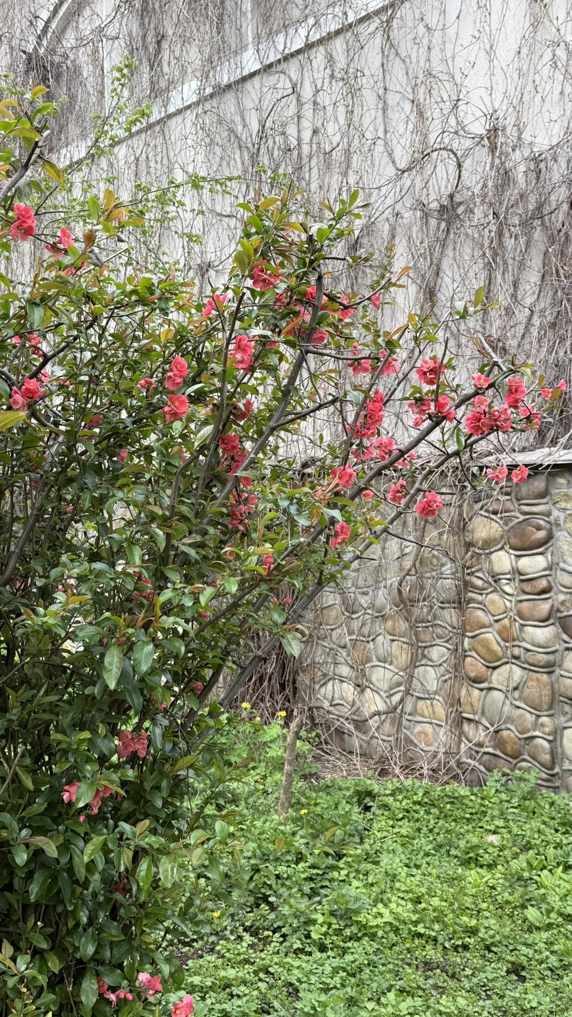 Ну що, свахо… — почав сват, витираючи вуса. — Поговорили про погоду, про Італію твою, а тепер треба вже щось вирішувати по суті. Ліда здивовано підняла брови: — А що саме ми маємо вирішувати, Миколо? Наче все добре, свято на дворі. — Та як що? — втрутилася сваха Марія. Вона завжди говорила швидко, ніби боялася, що її переб’ють. — Наш син тут не буде жити на пташиних правах. Ви ж самі бачите — він тут кожен цвях забив, кожну цеглину поклав. Він тут господар, а не квартирант. Ліда відчула, як у неї перехопило дихання. Вона повільно поклала виделку на стіл. — І що ви пропонуєте? — тихо спитала вона. — Записуйте пів хати на нього. І на дочку, звісно, порівну, — твердо сказав сват. — А вам уже що… ви ж все одно з ними будете жити, коли повернетеся зовсім. Ми ж люди свої, треба, щоб усе було по закону. Щоб Яків знав, що він будує на своєму, а не на чужому. Ліда глянула на дочку. Оксана не піднімала очей, вона зосереджено розгладжувала скатертину пальцем. Яків же сидів рівно, дивився прямо, і в його погляді не було ні краплі вдячності чи сорому. Тільки вимога. — Ви серйозно? — ледве вимовила Ліда. — Я цю хату будувала з вашим батьком десять років. Ми в усьому собі відмовляли. Потім я поїхала на заробітки, щоб дати вам старт. Кожна копійка, за яку куплені ці матеріали, зароблена моїми руками на чужині