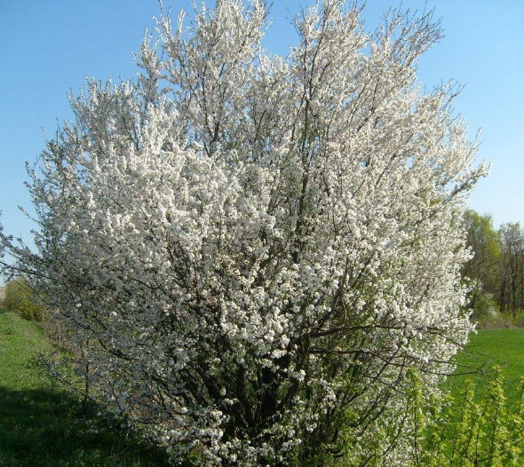 Оксано, як твій колишній? — запитала пані Ганна, подруга матері, накладаючи собі олів’є. — Аліменти хоч платить якісь? Оксана картинно зітхнула і відклала телефон, з яким не розставалася ні на хвилину. — Ой, пані Ганно, не питайте краще мене про це. Там така людина важка, що й не передати. Каже, що на будівництві зараз мало платять. Скидає якісь копійки, наче милостиню дає. Якби не мама і не Андрій, мій рідний брат, я б не знала, як дитину взути. Марія Іванівна поклала руку на плече доньки. — Нічого, доню. Поки я жива, ми вас не залишимо. Андрій у нас — опора сім’ї. Золота дитина. Не те що деякі нероби. Андрій густо почервонів і почав інтенсивно працювати виделкою. Олена, невістка, відчула, як у неї під столом стискаються кулаки. «Опора сім’ї» працював на двох роботах, але половина його заробітку дивним чином перекочовувала до маминої сумки або на картку Оксани «на потреби малого»